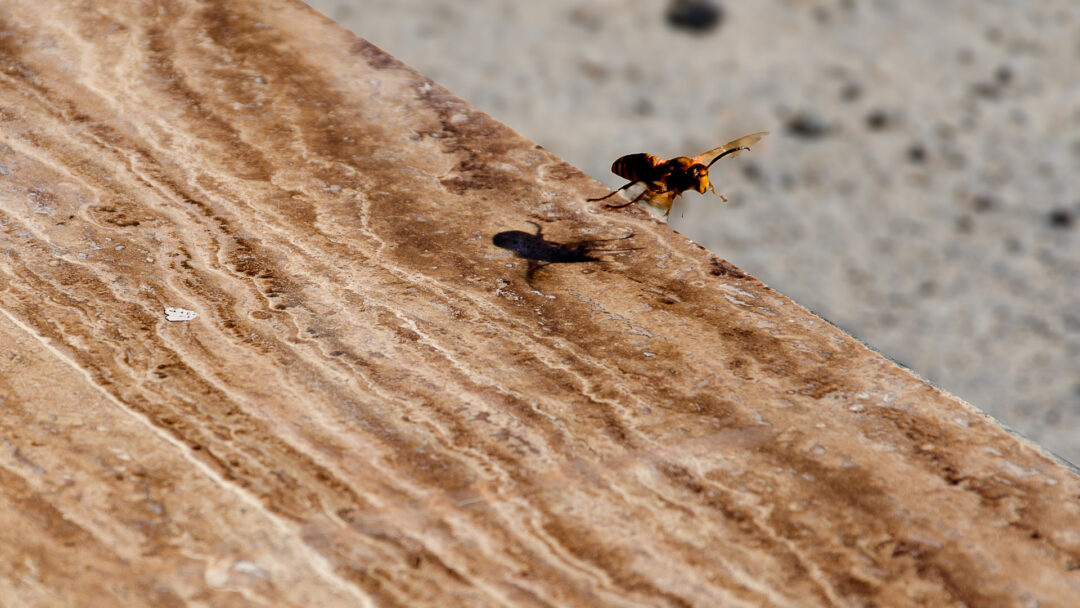 Pavimento in travertino controfalda PDR054 - Zebra Velvet