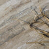 Travertine Zebra Light - PDR047