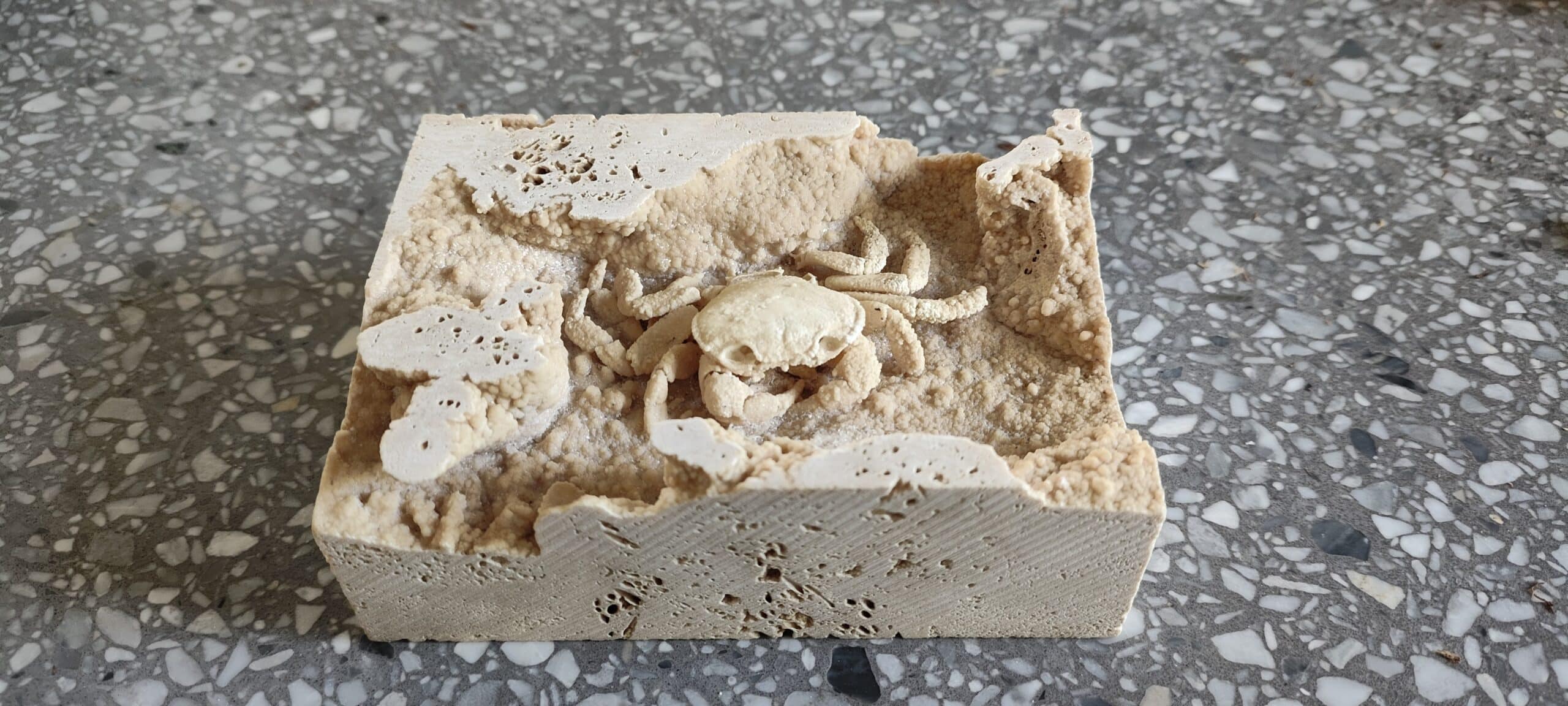 little crab travertine little crab